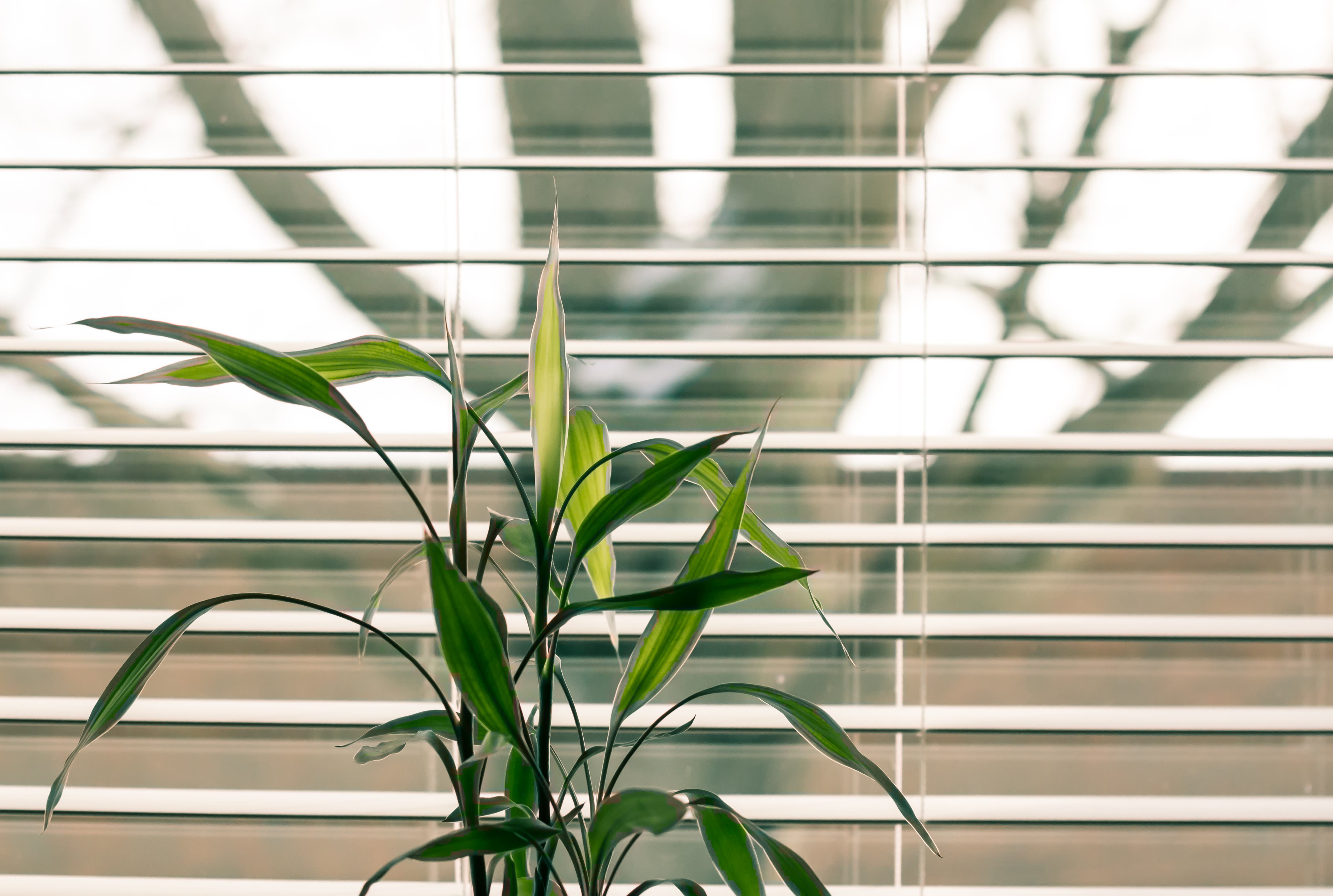An image of Venetian blinds installed at a window to keep the sun light out.