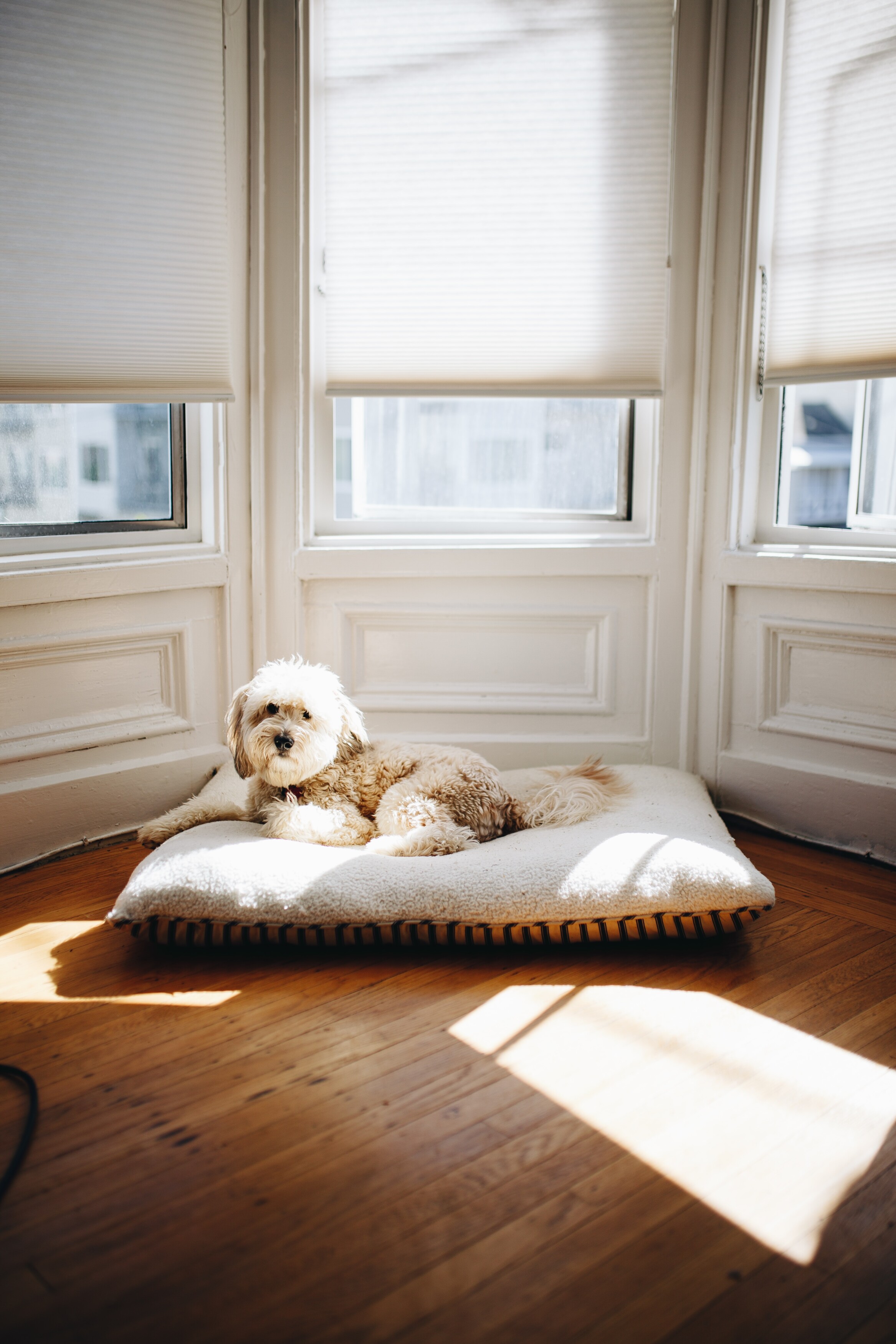 An image of a bay window with roller blinds and a dog sitting infront